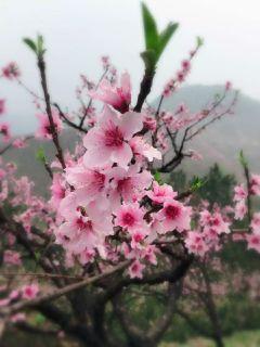 那年花开月正圆百度百科